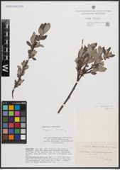Foto von Salix daphnoides Vill. x Salix eleagnos Scop.